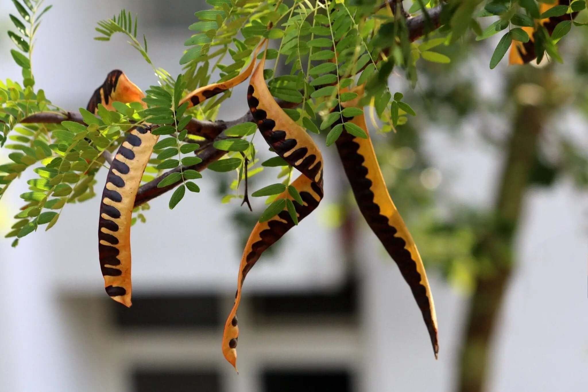 Carob tree branches displaying locust bean pods, source of Locust Bean Gum, a natural thickening agent.