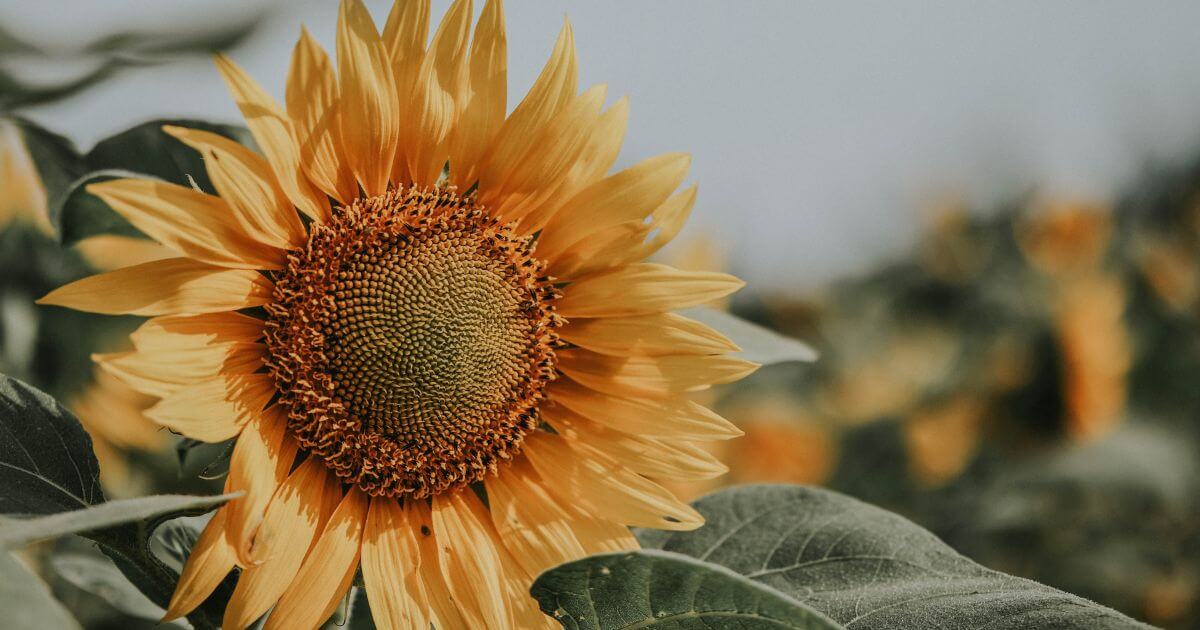 Buy Sunflower Lecithin Powder for Cooking and Baking?