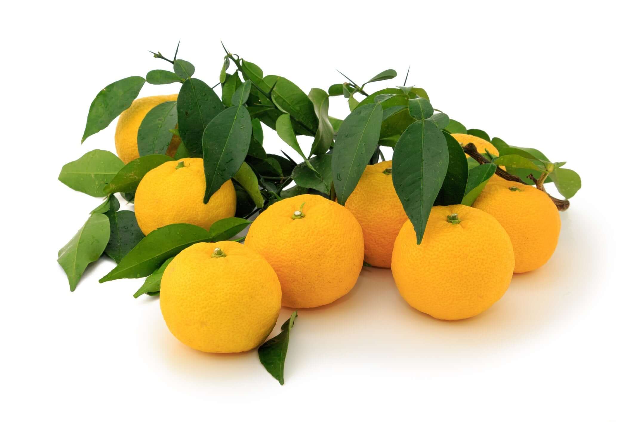 Yuzu fruit