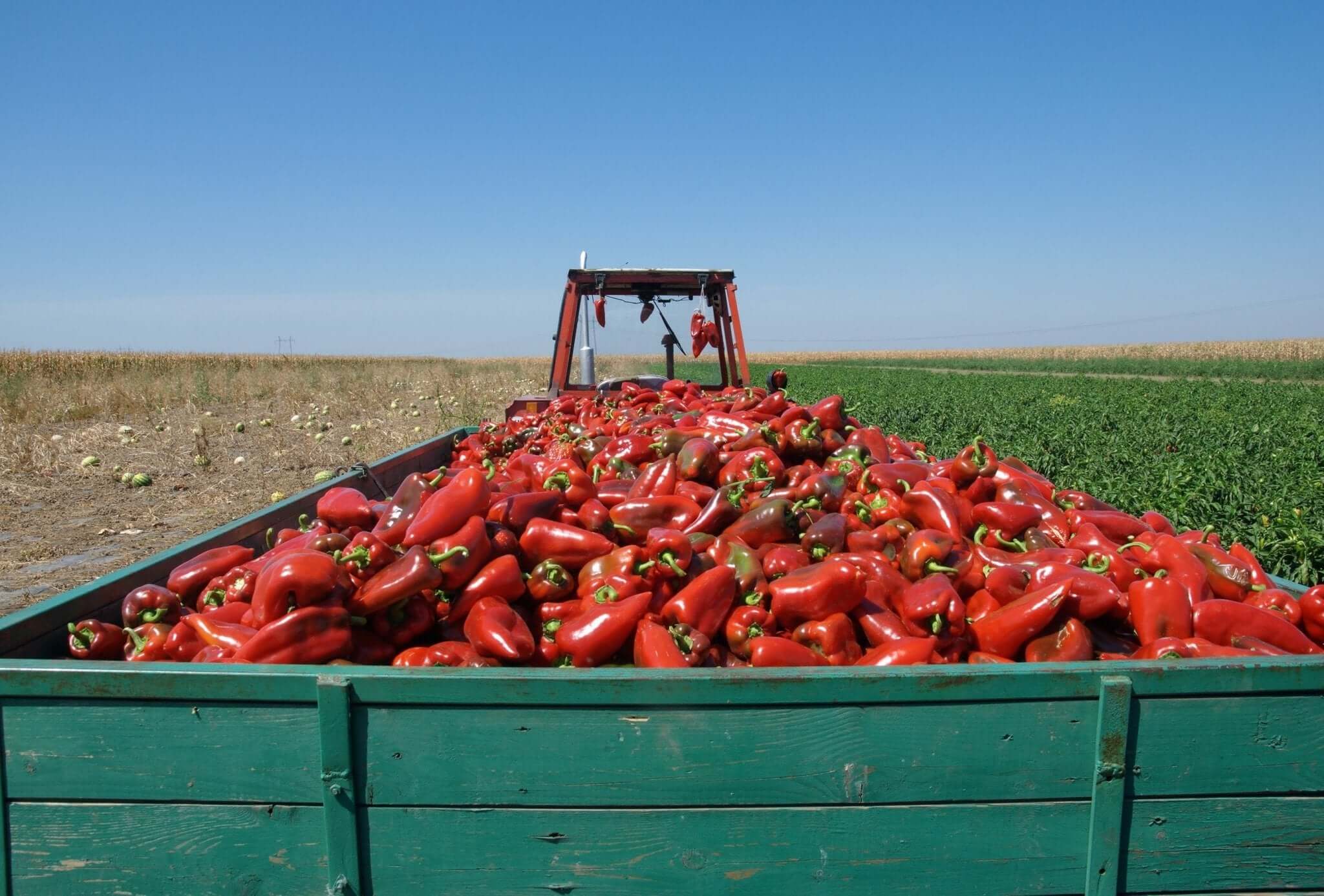 What is Paprika and Where Does It Come From? - Cape Crystal Brands