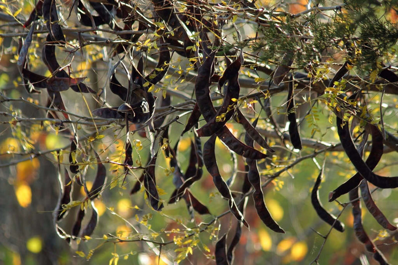 Locust Bean Gum: A Versatile and Beneficial Ingredient in the Food Industry