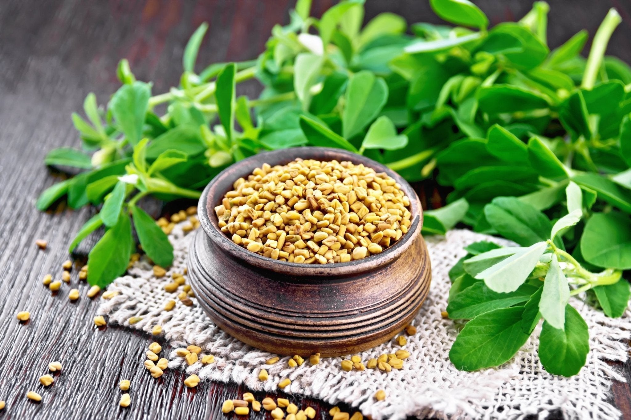 Exploring the Benefits of Galactomannan Fenugreek - Cape Crystal Brands