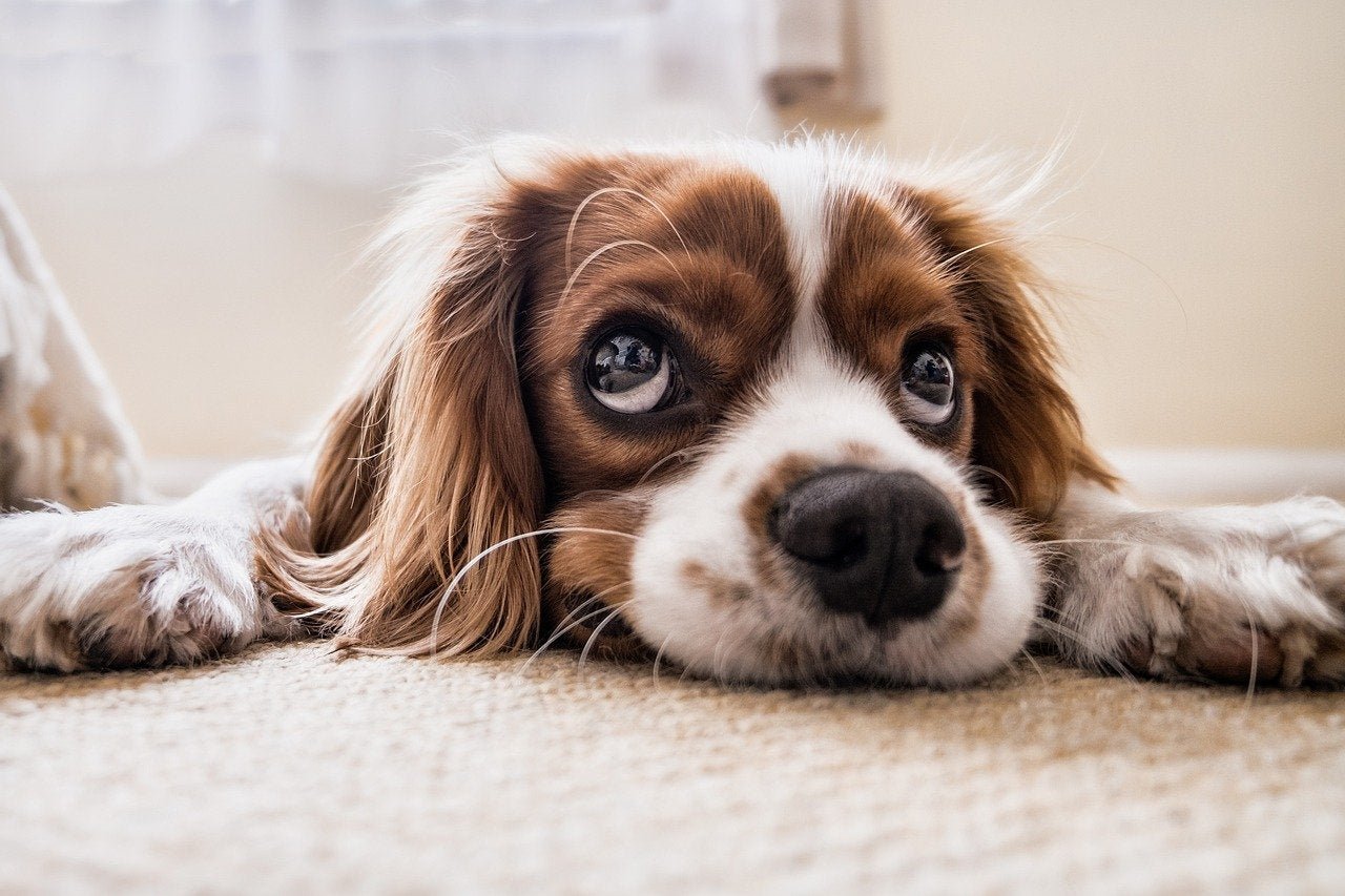 Is Xanthan Gum Safe for Dogs? - Cape Crystal Brands