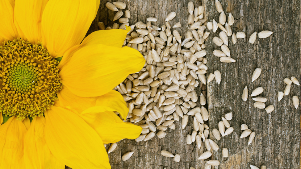 Is Sunflower Lecithin The Secret To Boosting Milk Supply Of Breastfeeding Mothers?
