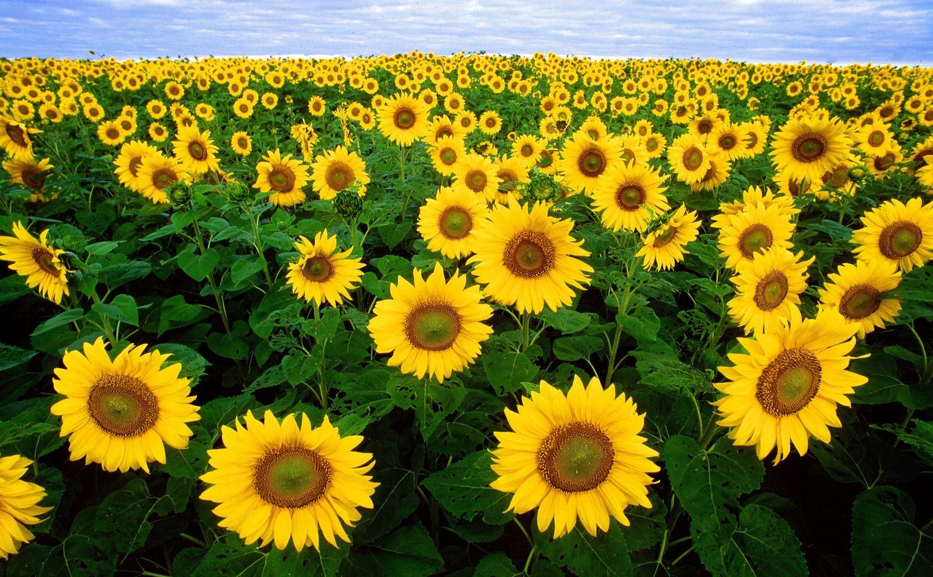 Sunflower Lecithin: Health Benefit & Side Effect