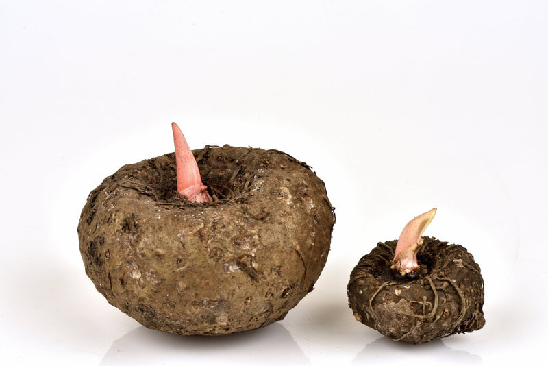 Unlocking the Secret of Konjac Gum - The Many Benefits in Your Recipes