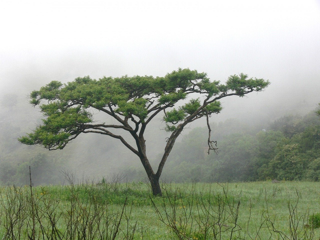 Gum arabic is derived from the sap of Acacia trees