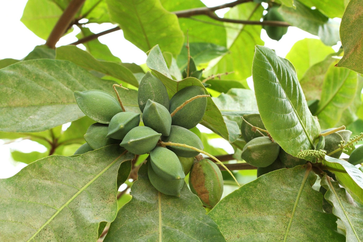 What is Combretaceae Gum and its Many Applications – Cape Crystal Brands