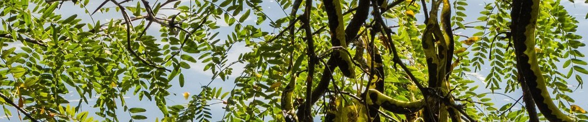 What Is Tara Gum and How Does It Work? - Cape Crystal Brands