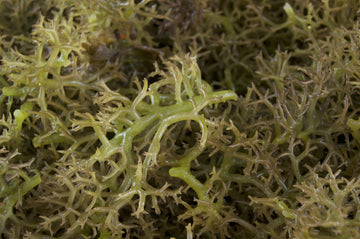 Eucheuma spinosum seaweed is a kind of red algae. These seaweeds are sold to factories where they are extracted for carrageenan production.