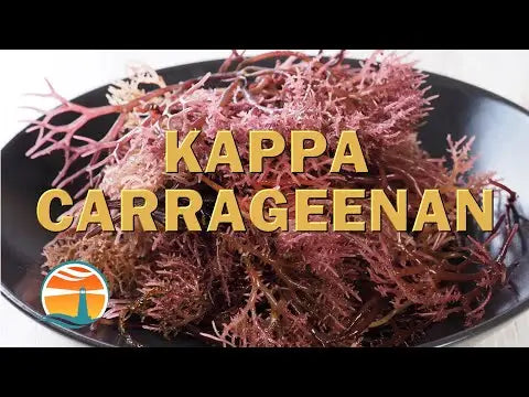 Kappa Carrageenan - The Natural Thickener, Stabilizer & Gelling Agent